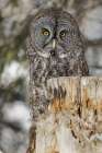 Great grey owl-Strix nebulosa-controlled situation Art Print